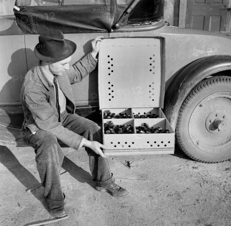 Homesteader with Baby Chicks, Bankhead Farms, Alabama, USA, Arthur Rothstein for Farm Security Administration, February 1937