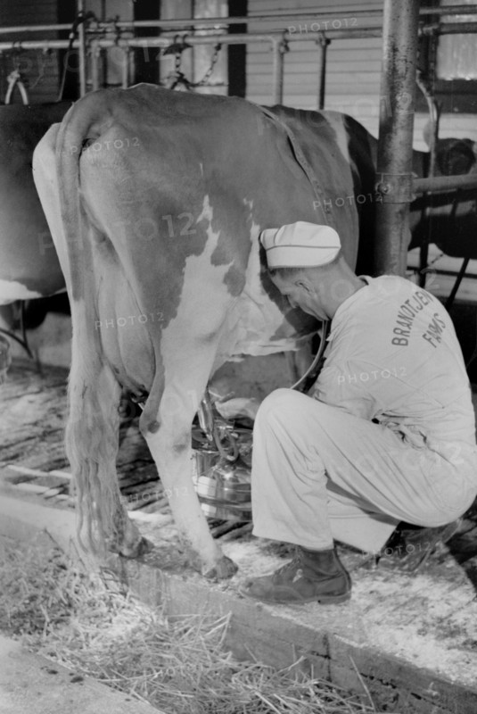 Man Adjusting Milking Machine, Dakota County, Minnesota, USA, Arthur Rothstein for Farm Security Administration (FSA), September 1939