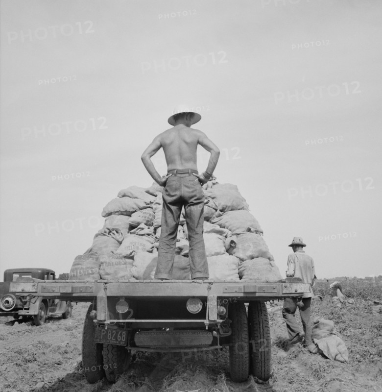 Potato Truck in Field, near Shafter, California, USA, Dorothea Lange for Farm Security Administration, May 1937