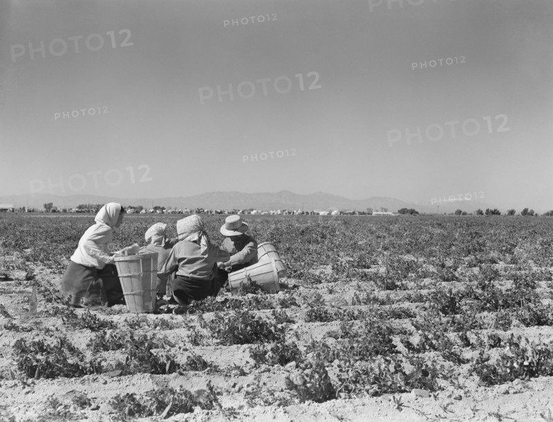 Migrant Workers having Lunch in Pea Field, Migrant Camp in Background, near Calipatria, California, USA, Dorothea Lange for Farm Security Administration, February 1939