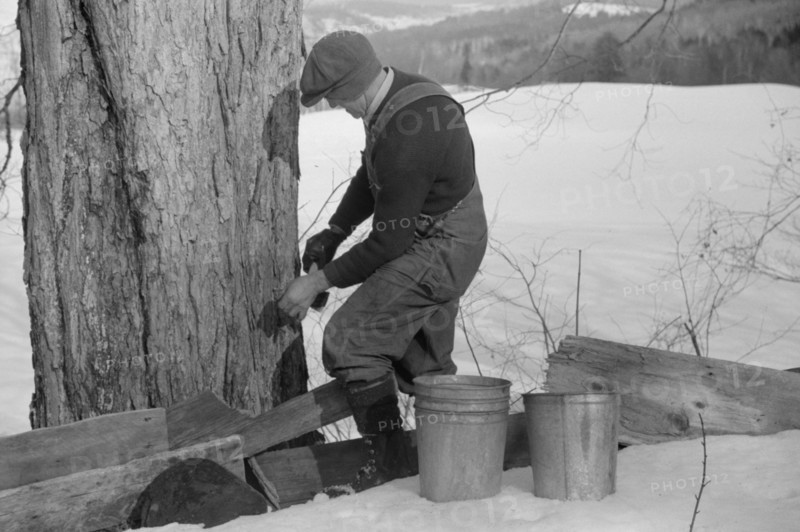 Man Tapping Sugar Maple Tree to Collect Maple Syrup, North Bridgewater, Vermont, USA, Marion Post Wolcott for Farm Security Administration, April 1940