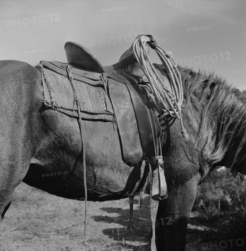 Detail of Saddle on Horse at Rodeo, Ashland, Montana, USA, Marion Post Wolcott for Farm Security Administration, July 1941