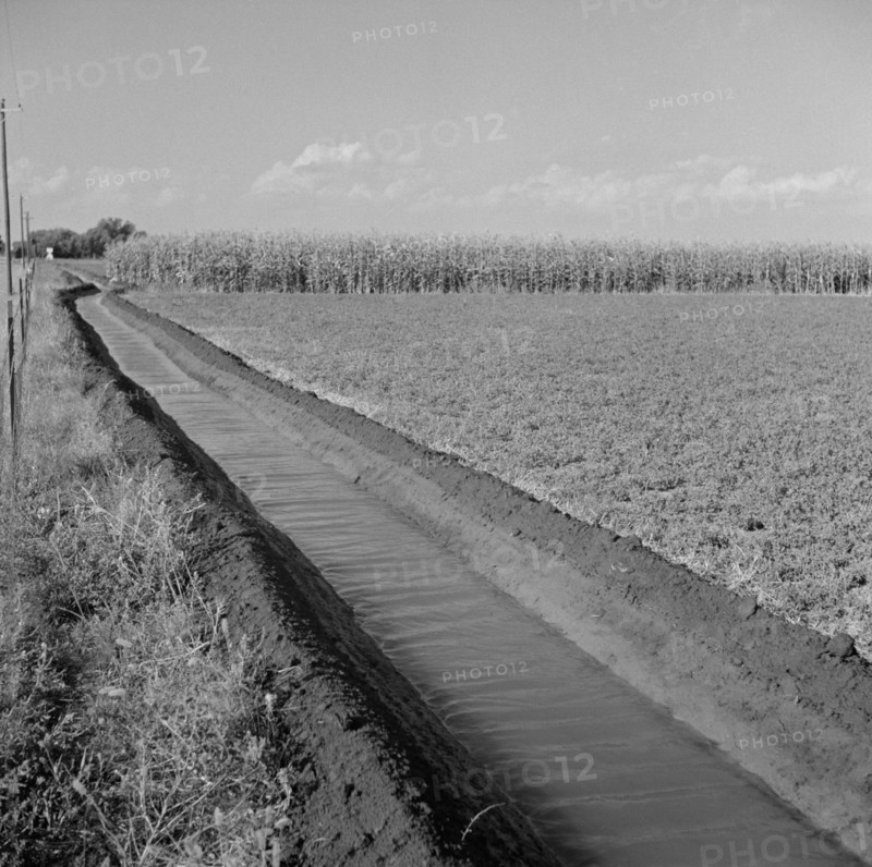 Irrigation Ditch Running Through Alfalfa and Corn Field, Farm Security Administration (FSA) Cooperative, Waterloo, Nebraska, USA, Marion Post Wolcott for Farm Security Administration, September 1941