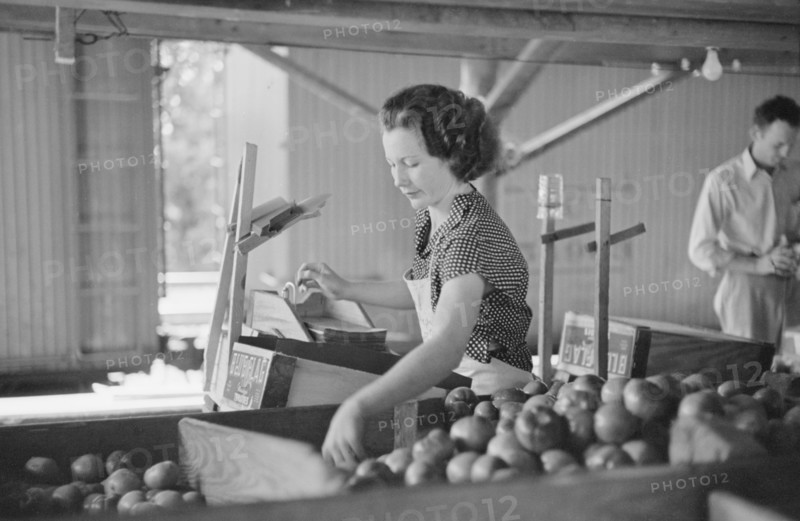 Woman Packing Tomatoes for Market at Small Packing Depot, Terry, Mississippi, USA, Carl Mydans for U.S. Resettlement Administration, June 1936
