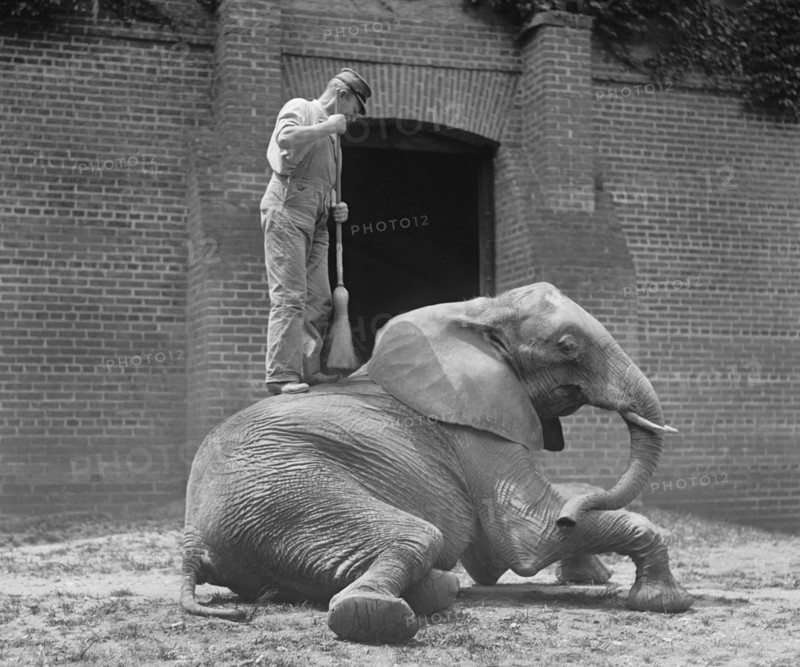 Animal Trainer with Broom Standing on Jumebina the Elephant, Washington DC, USA, National Photo Company, 1922