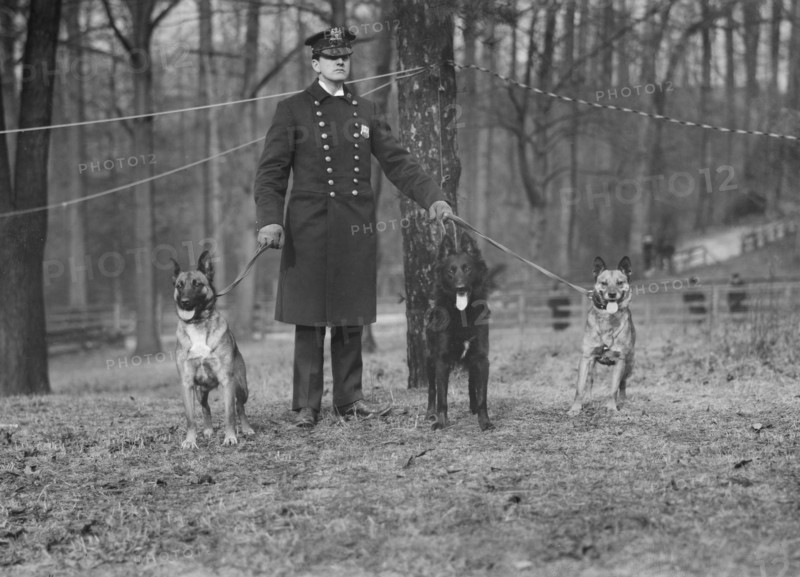 Policeman with Police Dogs, New York City, New York, USA, Bain News Service, 1912