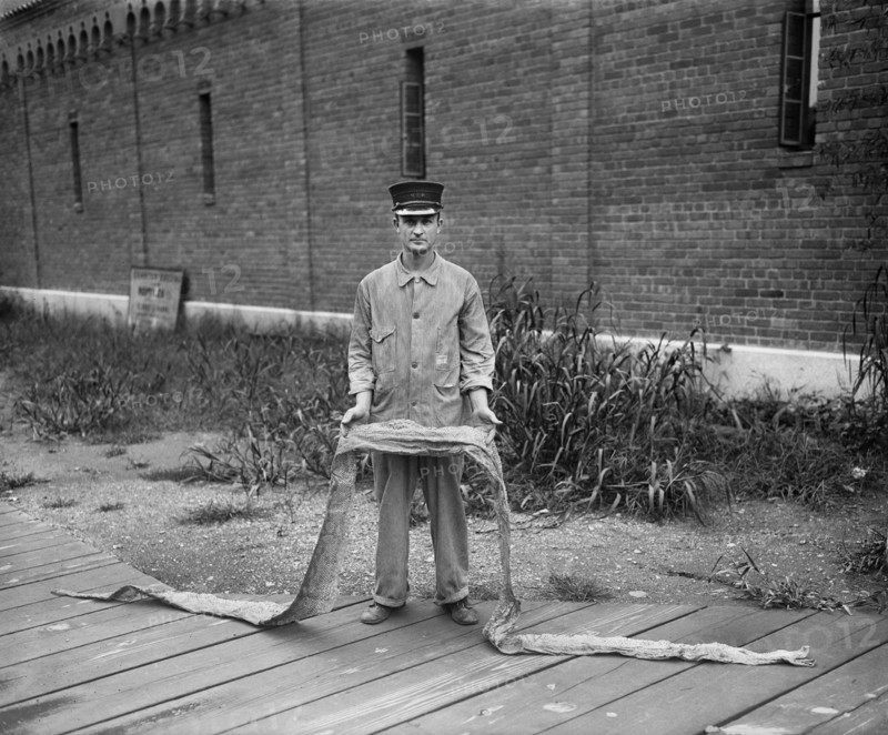 Man Holding Long Snake Skin, Harris & Ewing, 1931