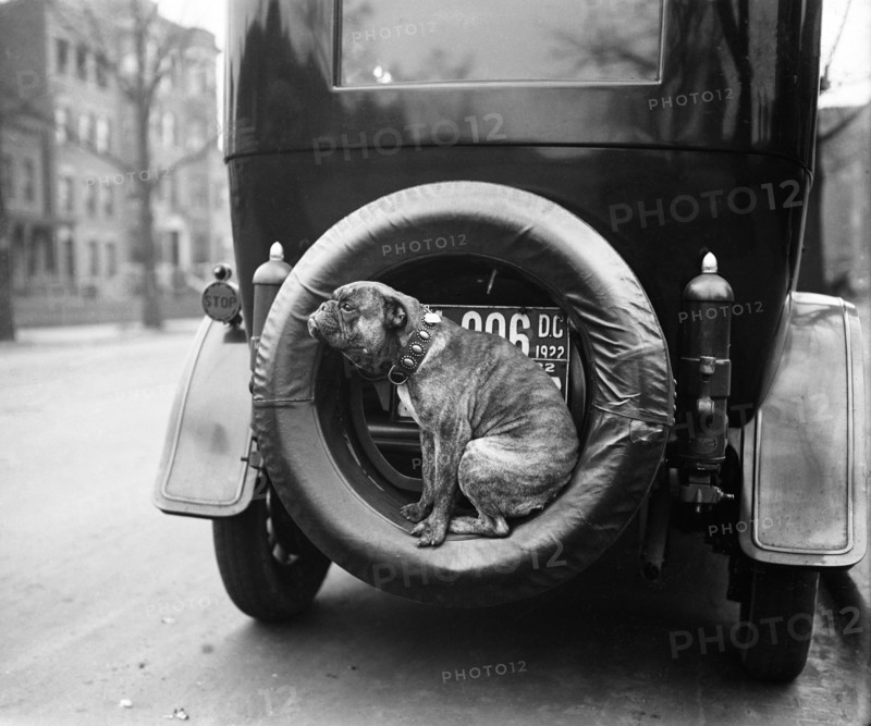 Dog Sitting on Spare Tire at Back of Automobile, Harris & Ewing, 1922