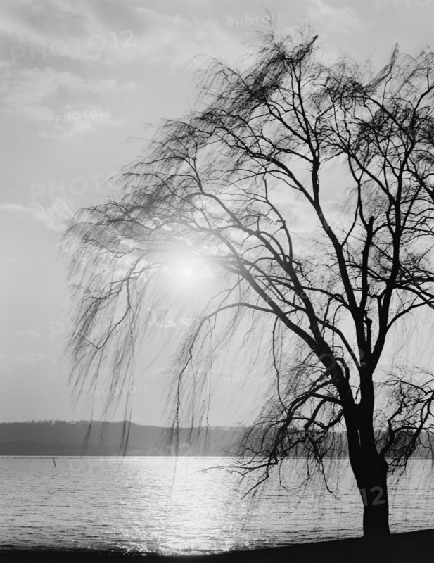 Tree Silhouette at Water's Edge, Potomac Park, Washington DC, USA, Detroit Publishing Company, 1910