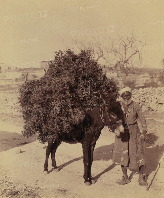 Arab Man with Donkey Carrying Load of Roots and Twigs, Palestine, American Colony Photo Department, early 1900's