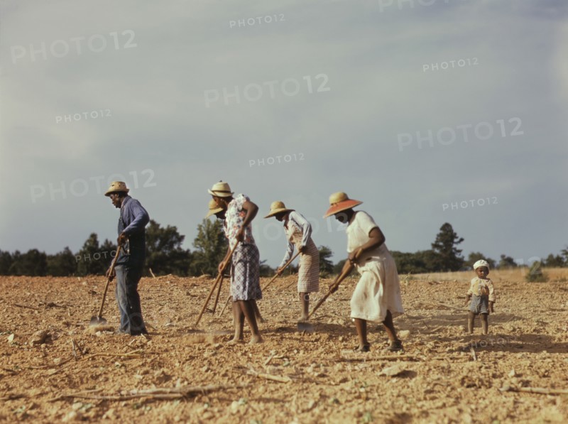 Workers Chopping Cotton on Rented Land near White Plains, Greene County, Georgia, USA, Jack Delano for Farm Security Administration - Office of War Information, June 1941