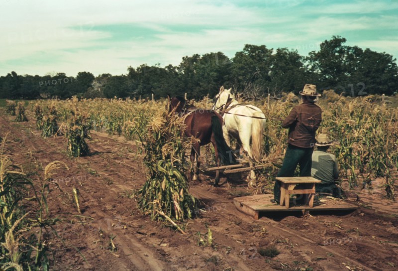 Farmers Gathering Corn in Field, Pie Town, New Mexico, USA, Russell Lee for Farm Security Administration - Office of War Information, October 1940