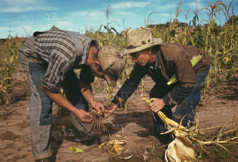 Jack Whinery and Jim Norris, homesteaders, looking at roots of stalk of corn, Pie Town, New Mexico, USA, Russell Lee for Farm Security Administration - Office of War Information, October 1940