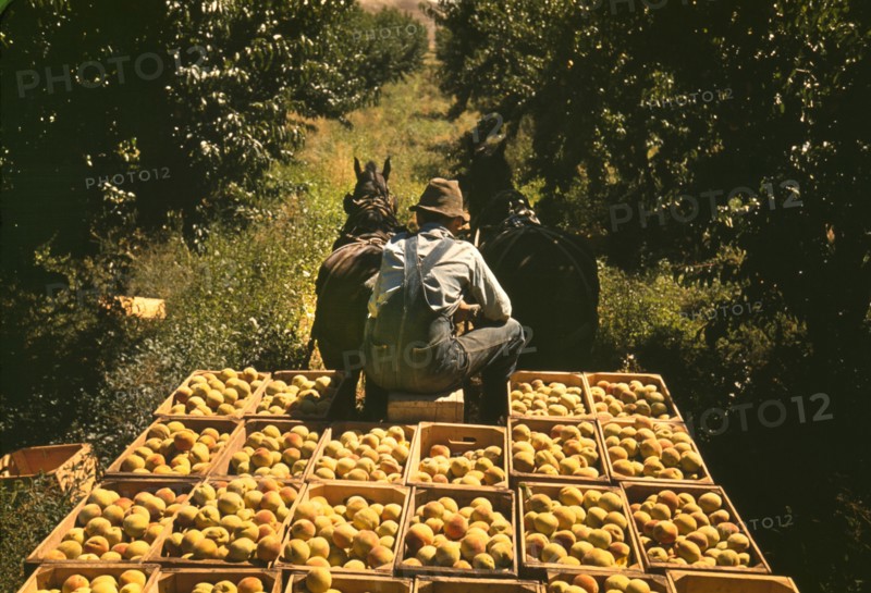 Rear View of Worker Hauling Peaches from Orchard to Shipping Shed, Delta County, Colorado, USA, Russell Lee for Farm Security Administration - Office of War Information, September 1940
