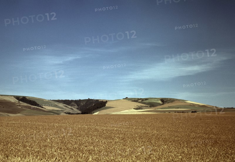 Wheat Field, Walla Walla, Washington, USA, Russell Lee for Farm Security Administration - Office of War Information, July 1941