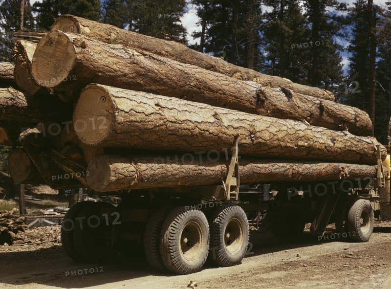 Truck load of Ponderosa Pine, Edward Hines Lumber Co., Malheur National Forest, Grant County, Oregon, USA, Russell Lee for Farm Security Administration - Office of War Information, July 1942