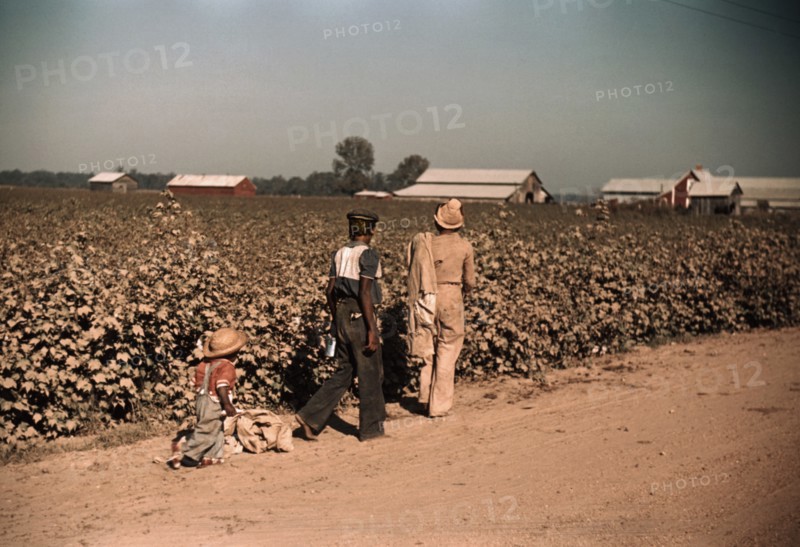 Young Children Day Laborers Picking Cotton, near Clarksdale, Mississippi, Marion Post Wolcott for Farm Security Administration, November 1939