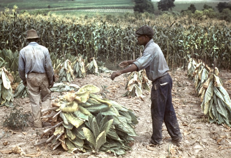 Two Workers Putting Burley Tobacco on Sticks to Wilt After Cutting Before it is Taken to Barn for Drying and Curing, Russell Spears Farm, near Lexington, Kentucky, USA, Post Wolcott for Farm Security Administration, September 1940
