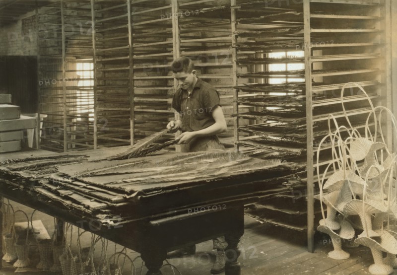15-year-old Boy Sorting Cycas Leaves, Floral Supply Company, Boston, Massachusetts, USA, Lewis Hine for National Child Labor Committee, January 1917