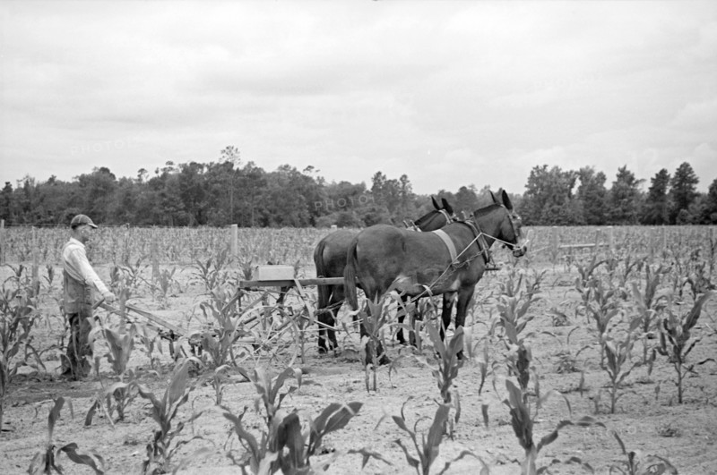 James A. McGuffey, Farmer, Plowing Field, Irwinville Farms Project, Irwinville, Georgia, USA, John Vachon for Farm Security Administration, May 1938