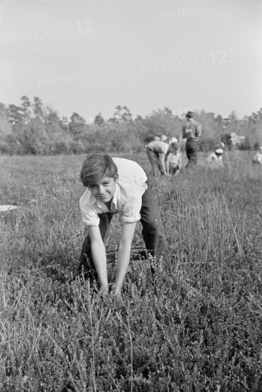 Boy Picking Cranberries, Burlington County, New Jersey, USA, Arthur Rothstein for Farm Security Administration, October 1938