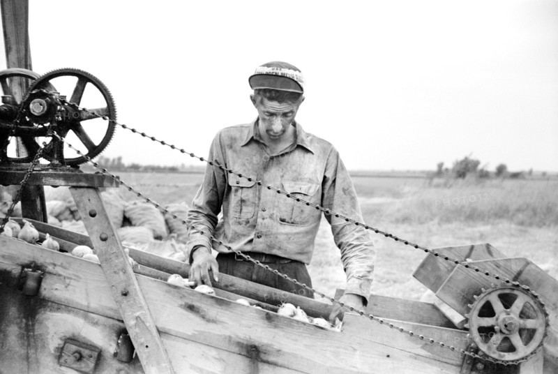 Sorting Onions, Rice County, Minnesota, USA, Arthur Rothstein for Farm Security Administration, September 1939