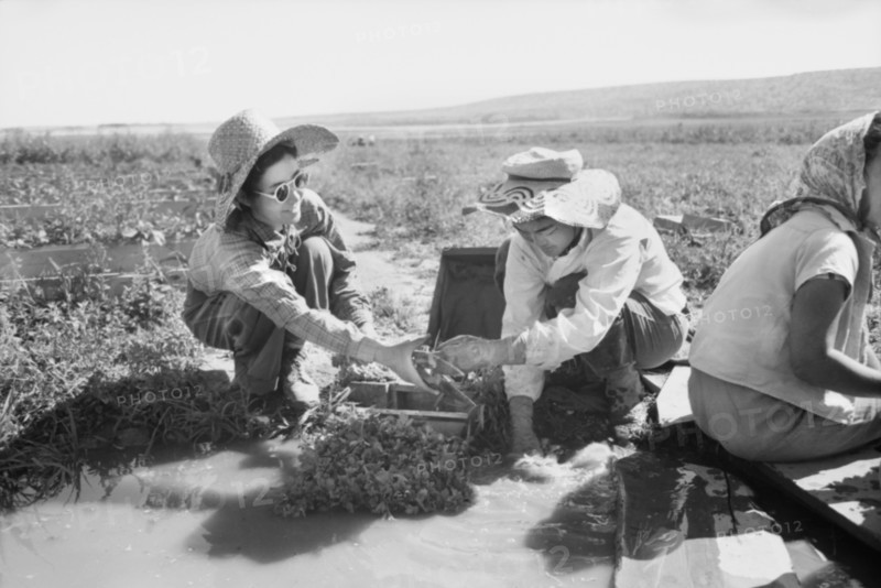 Japanese-American Female Farm Workers Washing Celery Sprouts for Planting, Farm Security Administration (FSA) Mobile Camp, Malheur County, Oregon, USA, Russell Lee, Farm Security Administration, July 1942