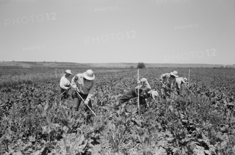 Japanese-American Farm Workers Working in Sugar Beet Field, Farm Security Administration (FSA) Mobile Camp, Nyssa, Oregon, USA, Russell Lee, Farm Security Administration, July 1942
