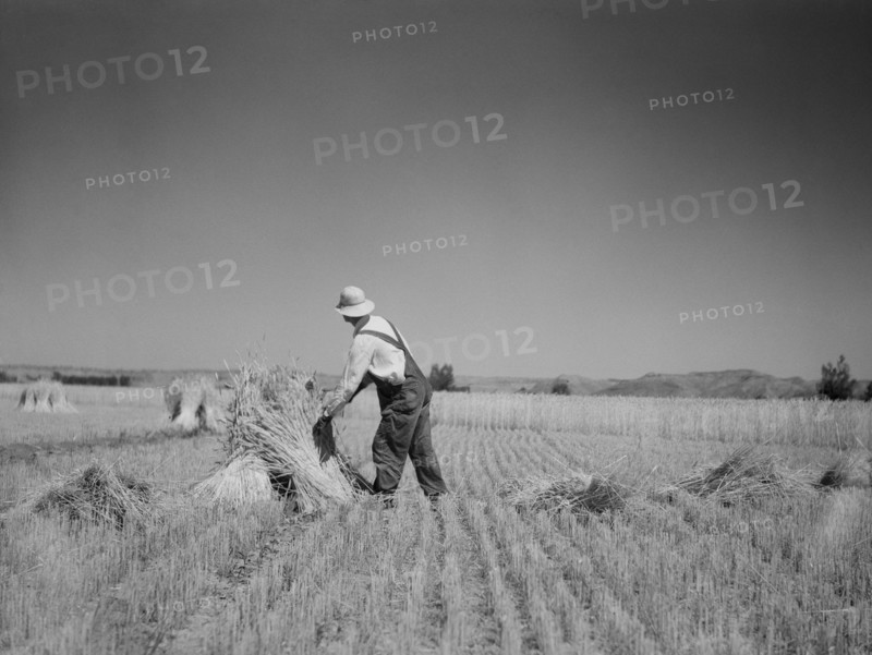 Irrigated Fields in Drought Area Yield Good Harvest, near Billings, Montana, USA, Arthur Rothstein, Farm Security Administration, July 1936