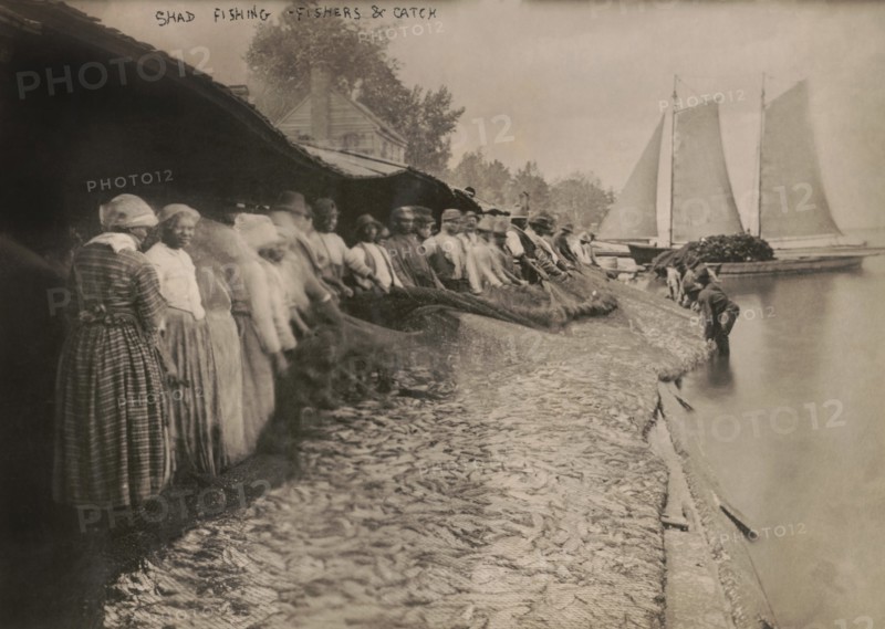 African American Men and Women with Large Net of Shad by Water, Possibly Chesapeake Bay, USA, Bain News Service, 1915