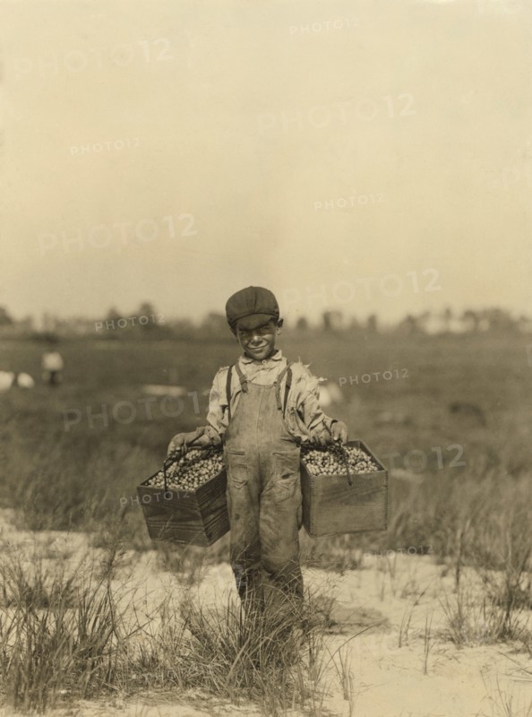 Young Boy Carrying Cranberries at Cranberry Farm, Browns Mills, New Jersey, USA, Lewis Hine, circa 1910