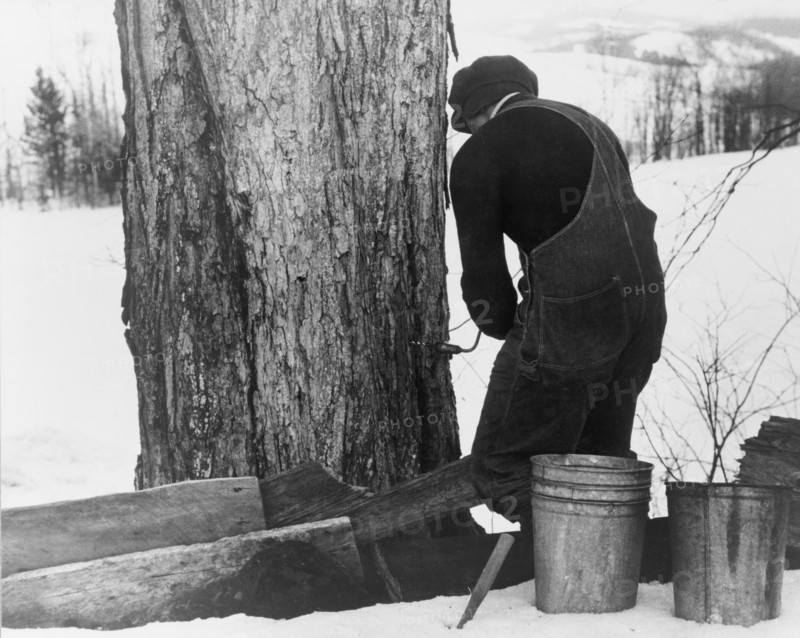 Man Drilling Spout while Tapping Sugar Maple Tree to Collect Maple Syrup, North Bridgewater, Vermont, USA, Marion Post Wolcott for Farm Security Administration, April 1940