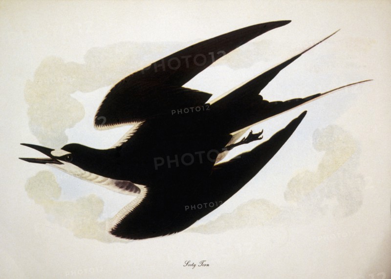 Sooty Tern, Sterna Fuscata