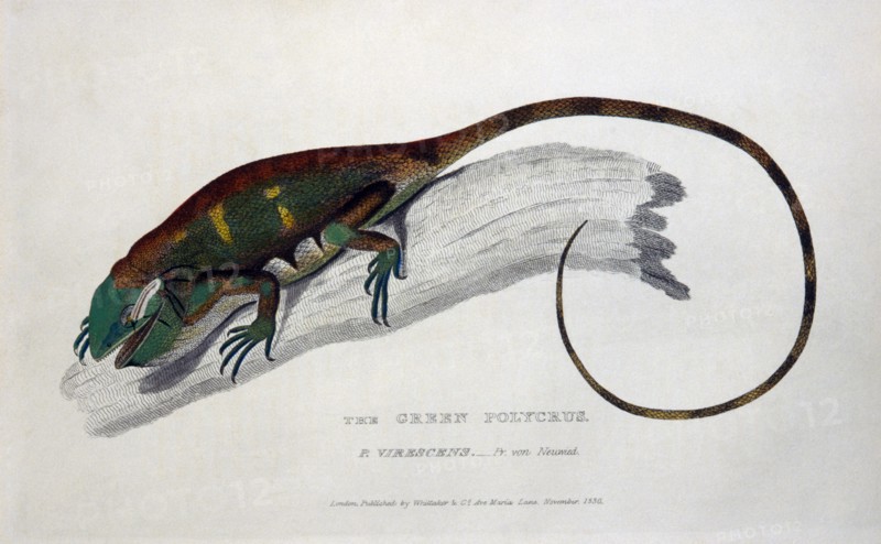 Green Polycrus (P. Virescens), Engraving, circa 1830