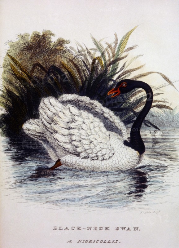 Black Neck Swan, A. Nigricollis, Hand-Colored Engraving, circa 1830