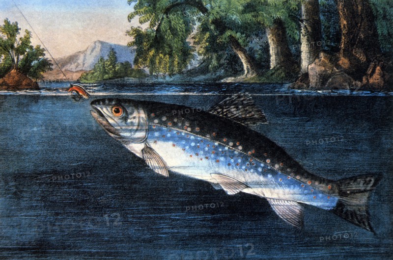 Trout Taking Bait, Currier & Ives, Lithograph, circa 1874