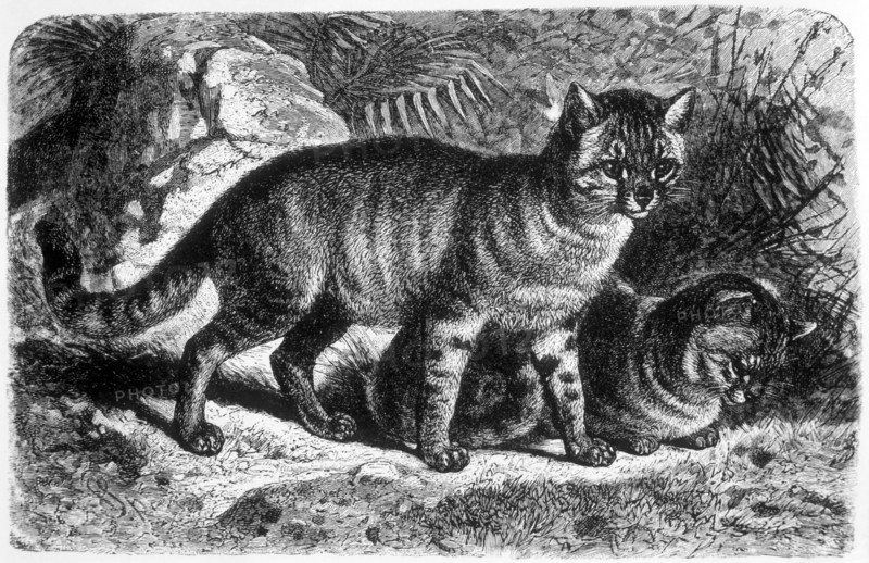 Egyptian Cats, Animate Creation, Engraving, circa 1898