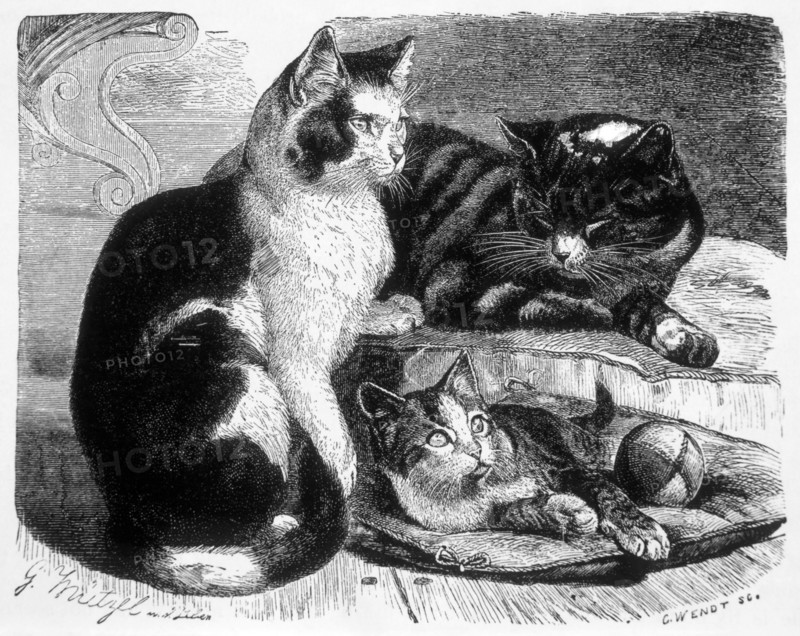 Domestic Cats, Animate Creation, Engraving, circa 1898