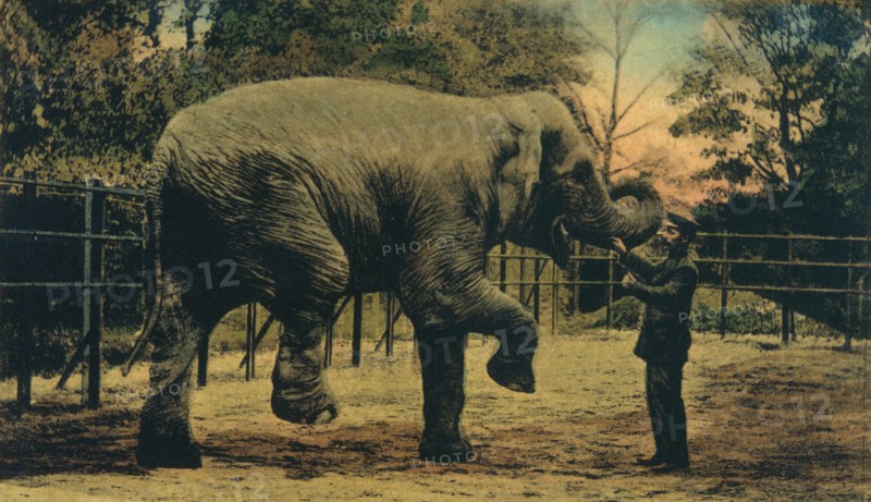 Elephant with Trainer at Zoo, Dusseldorf, Germany, circa 1909