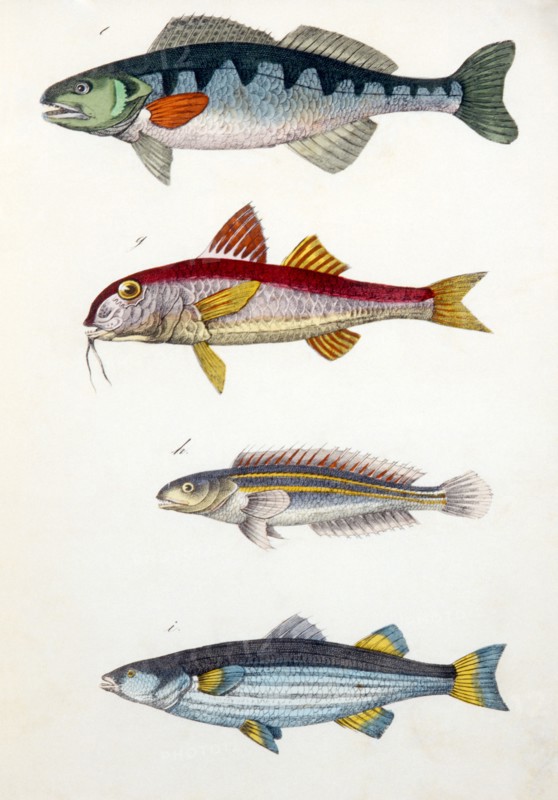 Perch, Barbel, Rainbow Fish and Tench Fish, Hand-Colored Woodcut, circa 1799