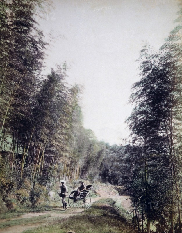 Person in Rickshaw Being Pulled Through Bamboo Garden, Japan, 1880