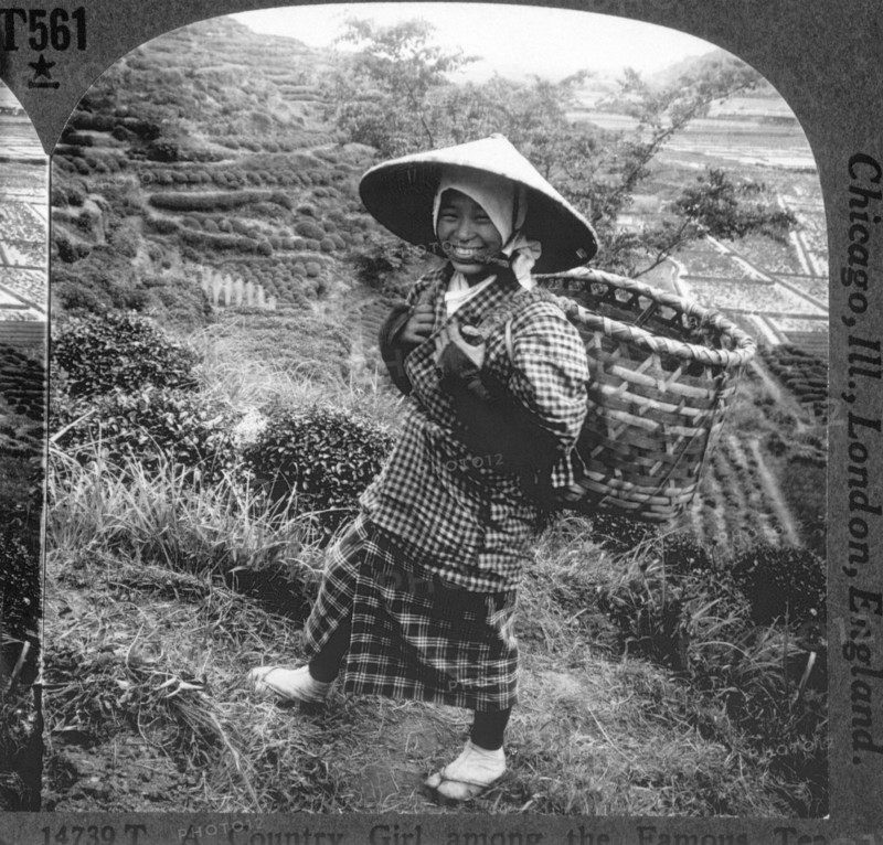 Young Japanese Woman in Tea Fields, Shizuoka, Japan, Single Image of Stereo Card, 1905