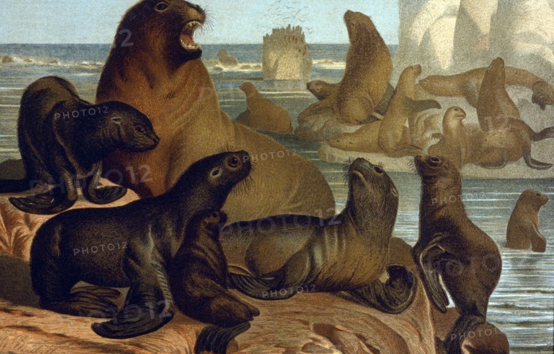 Sea Lions, Chromolithograph, 1898