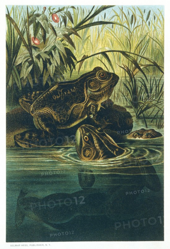 Bullfrogs, Chromolithograph, 1885
