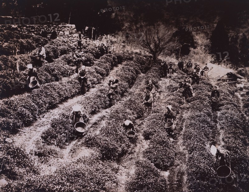 Workers Picking Tea Leaves, Japan, 1910