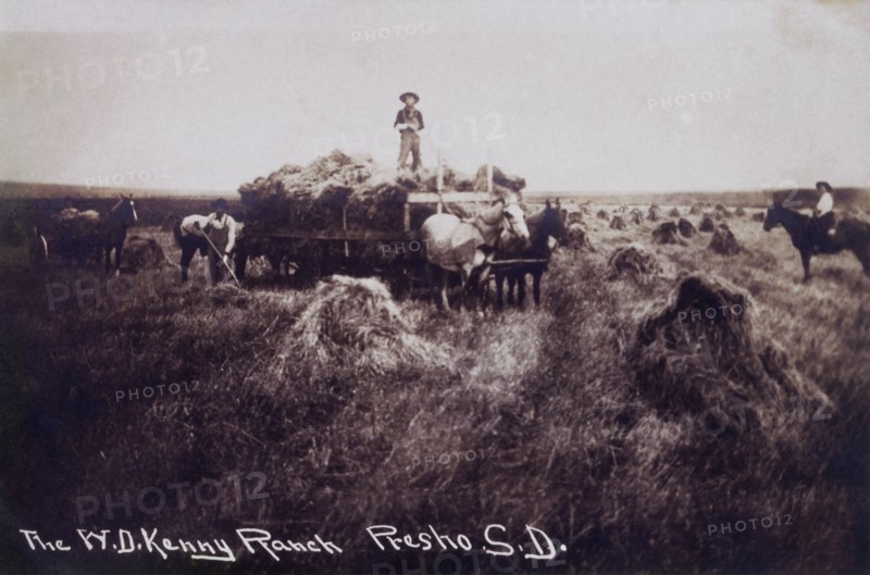 Workers Harvesting Wheat, Presho, South Dakota, USA, circa 1907