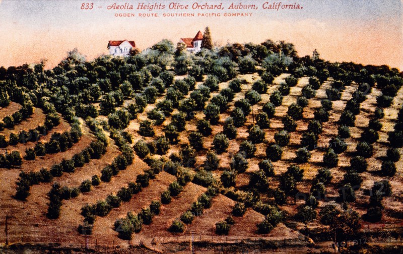 Olive Orchard, Auburn, California, USA, Hand-Colored Photograph, circa 1911