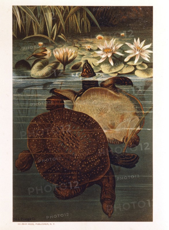 Soft Turtles in Water, Chromolithograph, circa 1885