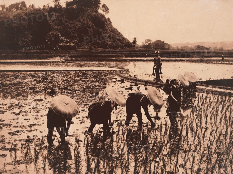 Japanese Workers Transplanting Rice, Japan, circa 1910