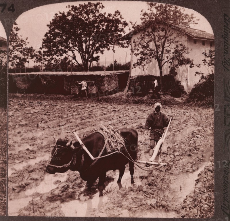 Worker Plowing Rice Paddy with Water Buffalo, Near Kyoto, Japan, Single Image of Stereo Card, circa 1904